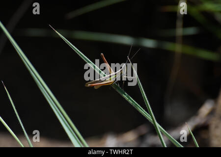 Kleine schiefergedeckt - Kopf Grasshopper (Mermiria sp.) Navigation über Gras Stockfoto