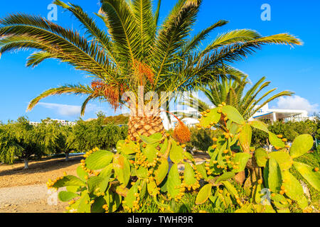 Kakteen Pflanzen und Palmen an der Küste der Insel Karpathos, Griechenland Stockfoto