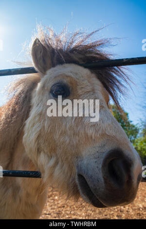 Porträt eines weißen Pony an Heaton Park im Norden von Manchester Stockfoto