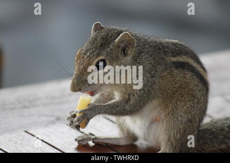 Indische Palm Squirrel in einem Holiday Resort in Sri Lanka Stockfoto