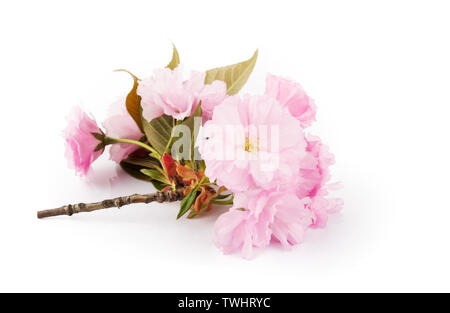 Kirschblüten und grüne Blätter auf weißem Hintergrund Stockfoto