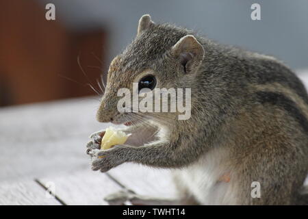 Indische Palm Squirrel in einem Holiday Resort in Sri Lanka Stockfoto