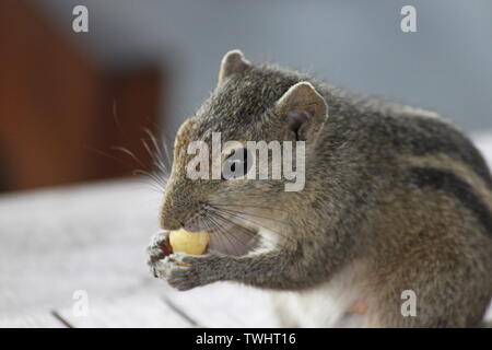 Indische Palm Squirrel in einem Holiday Resort in Sri Lanka Stockfoto