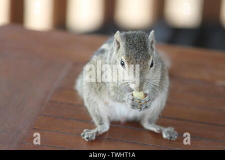 Indische Palm Squirrel in einem Holiday Resort in Sri Lanka Stockfoto