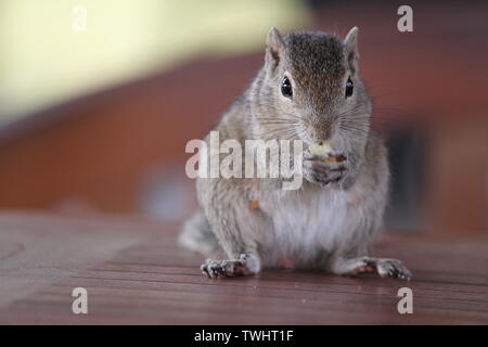 Indische Palm Squirrel in einem Holiday Resort in Sri Lanka Stockfoto