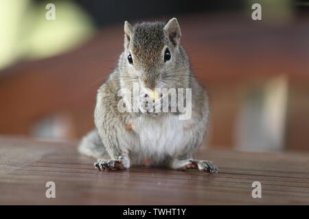 Indische Palm Squirrel in einem Holiday Resort in Sri Lanka Stockfoto