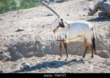 Arabische Oryx (Oryx leucoryx) an der Living Desert Zoo und Gärten in Palm Desert, Kalifornien Stockfoto