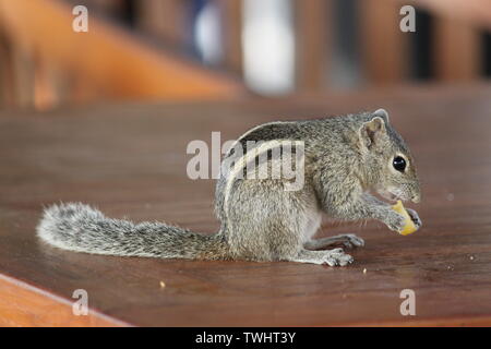 Indische Palm Squirrel in einem Holiday Resort in Sri Lanka Stockfoto