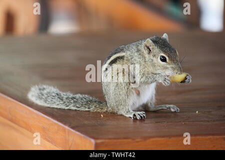 Indische Palm Squirrel in einem Holiday Resort in Sri Lanka Stockfoto