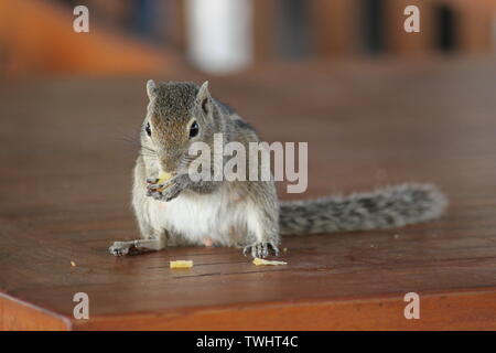 Indische Palm Squirrel in einem Holiday Resort in Sri Lanka Stockfoto