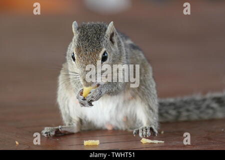 Indische Palm Squirrel in einem Holiday Resort in Sri Lanka Stockfoto