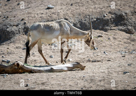 Arabische Oryx (Oryx leucoryx) an der Living Desert Zoo und Gärten in Palm Desert, Kalifornien Stockfoto