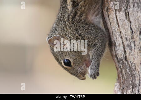 Indische Palm Squirrel in einem Holiday Resort in Sri Lanka Stockfoto