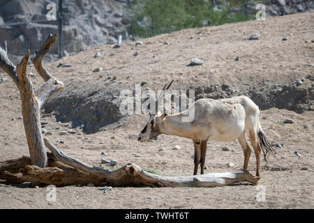 Arabische Oryx (Oryx leucoryx) an der Living Desert Zoo und Gärten in Palm Desert, Kalifornien Stockfoto