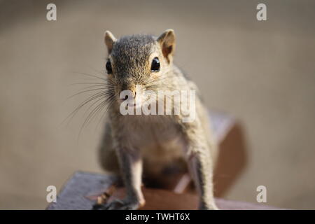 Indische Palm Squirrel in einem Holiday Resort in Sri Lanka Stockfoto