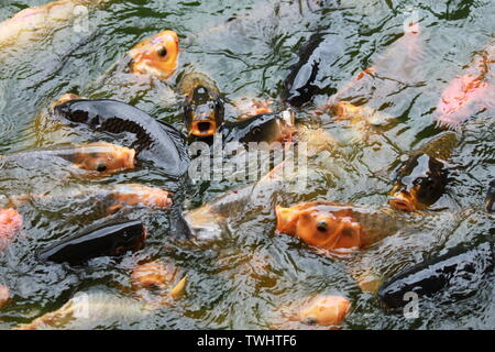 Koi Fische hungrig Fütterung in einem hotel Fischteich in Sri Lanka Stockfoto