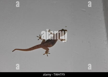 Asiatische house Gecko (aka der Pacific Haus Gecko, das gemeinsame Haus Gecko, Haus Lizard oder Mond Eidechse) Jagd eine Fliege auf eine weiße Wand in Sri Lanka Stockfoto