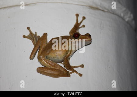 Gemeinsamen indischen Laubfrosch in Sri Lanka fotografiert. Stockfoto