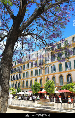 Schöne Jacaranda-bäume auf der Plaza de la Merced öffentlichen Platz mit Restaurants hinter, in Malaga, Spanien, Europa Stockfoto