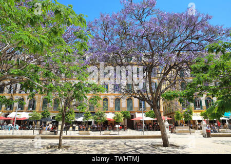 Schöne Jacaranda-bäume auf der Plaza de la Merced öffentlichen Platz mit Restaurants hinter, in Malaga, Spanien, Europa Stockfoto