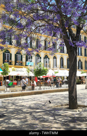 Schöne Jacaranda-bäume auf der Plaza de la Merced öffentlichen Platz mit Restaurants hinter, in Malaga, Spanien, Europa Stockfoto