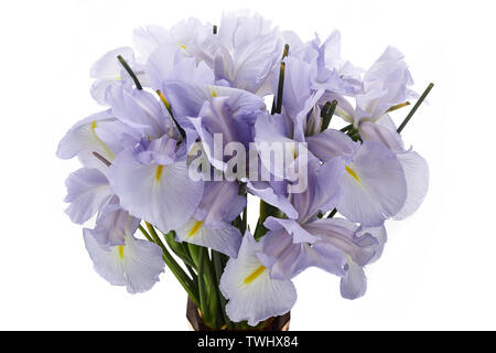 Licht Blau Iris Blume isoliert auf weißem Hintergrund. Stockfoto