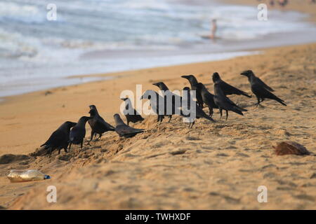 Krähen am Strand in Sri Lanka Stockfoto