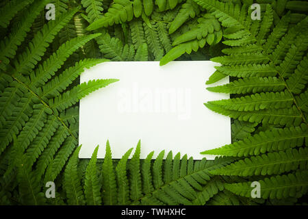 Grüne polypody Farn. Mittsommer Tag Hintergrund mit freier Speicherplatz Stockfoto