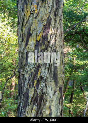 Rimu Baumstamm, Rinde Flocken mit gelben Flechten, Ulva Island, Rakiura ...