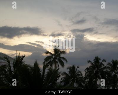 Abend, Himmel, Sonnenuntergang mit Silhouetten von Palmen in Sri Lanka, Asien Stockfoto