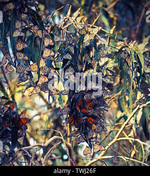 Monarch Butterfly Migration, Pismo Kalifornien Vereinigte Staaten von Amerika Stockfoto