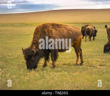 Bison (Buffalo) Beweidung auf Utah Ebenen. Stockfoto