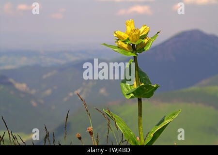 Gentiana punctata L. Goryczka kropkowana, der gefleckte Enzian, Tüpfel-Enzian, punktierter Enzian; Stockfoto