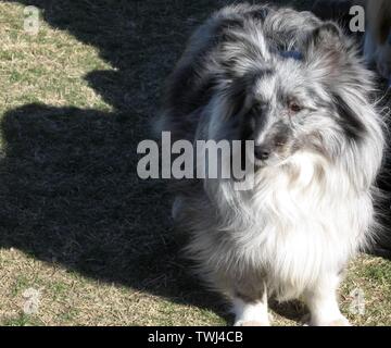 Bi-blau Shetland Sheepdog im Arizona Stockfoto