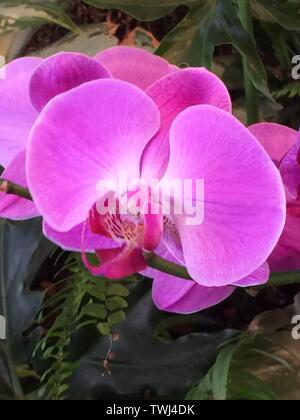 Makro/Nahaufnahme von rosa Orchidee in Hawaii, USA Stockfoto