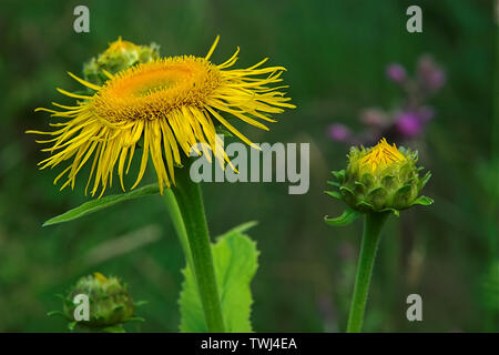 Omieg kozłowiec (Doronicum clusii (Alle)); Clusius-Gämswurz, Zottige Gämswurz. Asteraceae. Tatry. Tatra Flora. 塔特拉菌群 Stockfoto