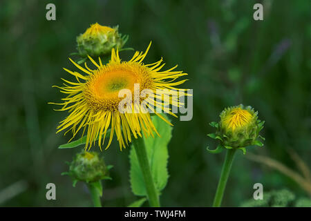 Omieg kozłowiec (Doronicum clusii (Alle)); Clusius-Gämswurz, Zottige Gämswurz. Asteraceae. Tatry. Tatra Flora. 塔特拉菌群 Stockfoto