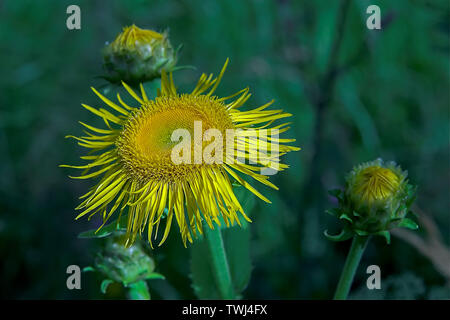 Omieg kozłowiec (Doronicum clusii (Alle)); Clusius-Gämswurz, Zottige Gämswurz. Asteraceae. Tatry. Tatra Flora. 塔特拉菌群 Stockfoto