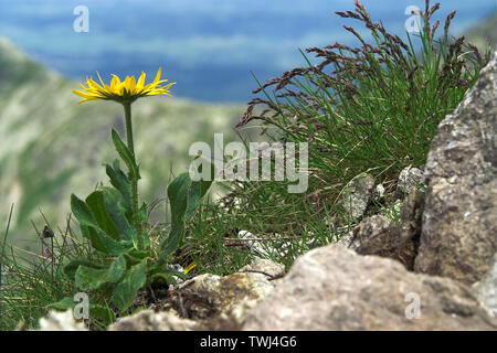 Omieg kozłowiec (Doronicum clusii (Alle)); Clusius-Gämswurz, Zottige Gämswurz. Asteraceae. Tatry. Tatra Flora. 塔特拉菌群 Stockfoto