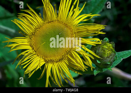 Omieg kozłowiec (Doronicum clusii (Alle)); Clusius-Gämswurz, Zottige Gämswurz. Asteraceae. Tatry. Tatra Flora. 塔特拉菌群 Stockfoto