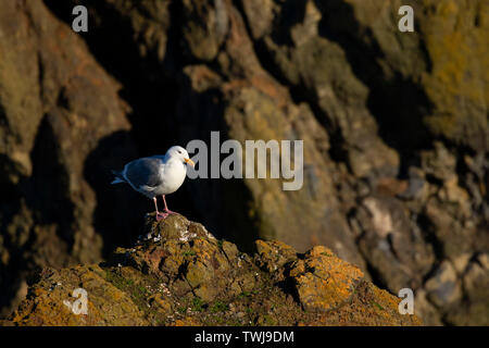 Möwe, herausragende Naturraum Yaquina Head, Newport, Oregon Stockfoto