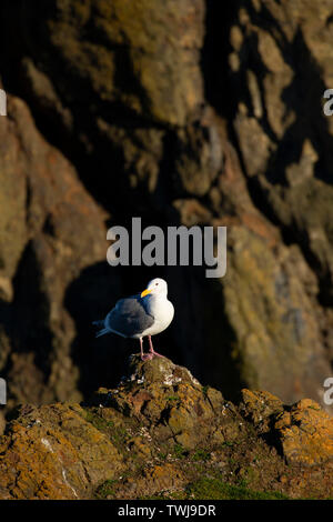 Möwe, herausragende Naturraum Yaquina Head, Newport, Oregon Stockfoto