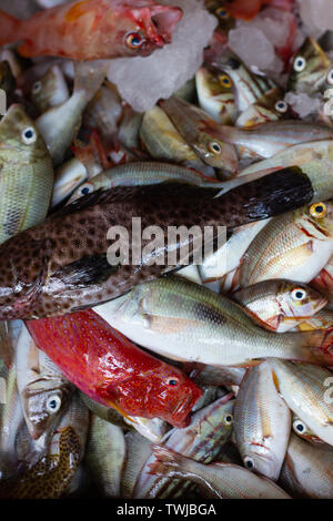 Viele Arten von frischen und rohen Fischen, Caesionidae, Baramundi, Zackenbarsch auf Eis am Kedonganan Fischmarkt Stockfoto