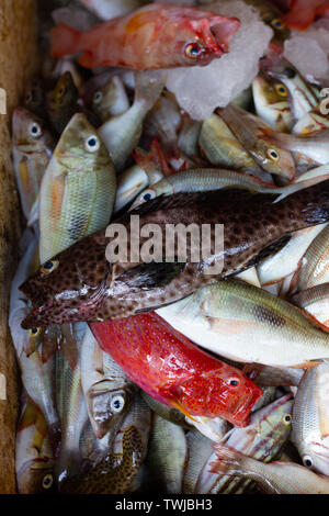 Viele Arten von frischen und rohen Fischen, Caesionidae, Baramundi, Zackenbarsch auf Eis am Kedonganan Fischmarkt Stockfoto