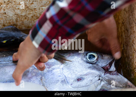 Hand berühren einen frischen und rohen Thunfisch am Kedonganan Fischmarkt Bali Stockfoto