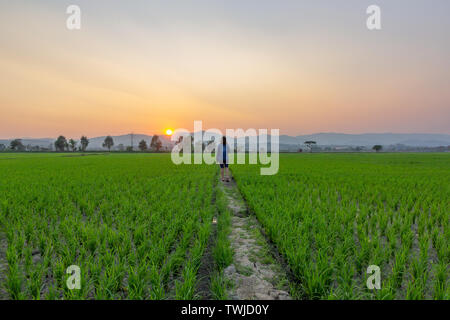 Asiatische Frau touristische am grünen Reis Feld über den Sonnenuntergang über den Bergen scheint. Stockfoto