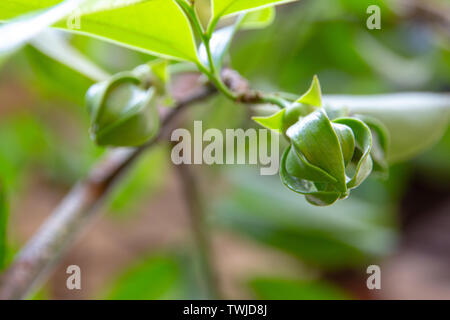 Ylang Ylang Blumen oder Cananga odorata Blüte am Baum, Thailand Stockfoto