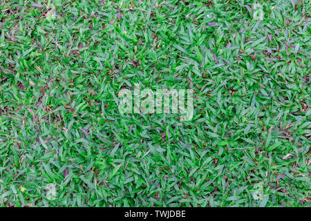 Ansicht von oben Mitte hohen grünen Rasen Textur. Natur grüne Gras im Garten, Natur Hintergrund Stockfoto