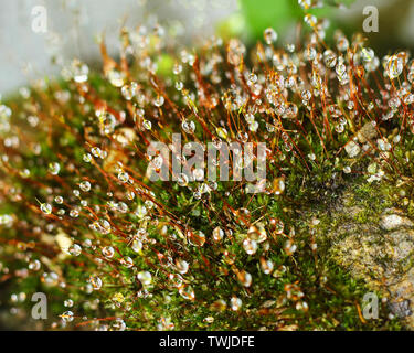 Regen fällt auf Wurzeln von Gras in den Morgen. wie Juwelen der Natur. Stockfoto