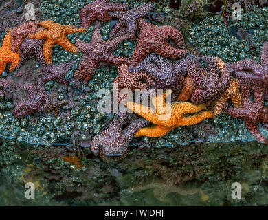 Gezeitentümpel Detail, Kehoe Strand, Point Reyes National Seashore, Marin County, Kalifornien Stockfoto